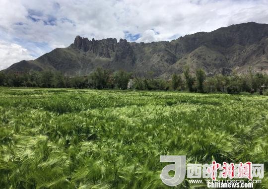 2017年西藏青稞總產(chǎn)量達(dá)到79萬噸，占糧食總產(chǎn)量的77%。圖為西藏青稞?！⊥跤窳?攝