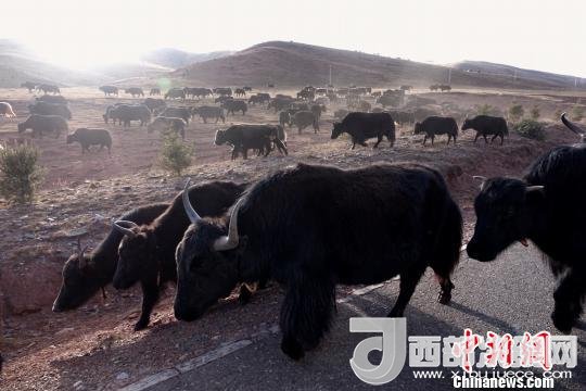 西藏每年存欄約420萬頭牦牛，牦牛產(chǎn)業(yè)發(fā)展是推動西藏畜牧業(yè)可持續(xù)發(fā)展和農(nóng)牧民脫貧致富的重要產(chǎn)業(yè)。圖為西藏牦牛?！O翔 攝