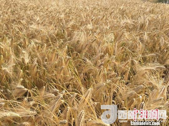 2017年西藏青稞種植面積達(dá)210多萬畝，占糧食播種面積的75%。圖為成熟期的青稞?！⊥跤窳?攝
