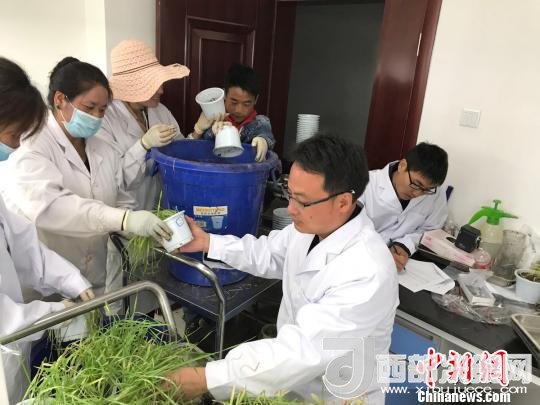 圖為研究員正在調(diào)查青稞感染白粉病情況?！⊥跤窳?攝