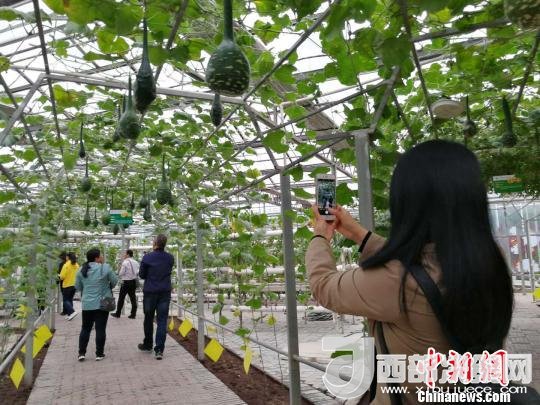 山西省郵政管理局積極推動(dòng)“一市一品”農(nóng)特產(chǎn)品進(jìn)城項(xiàng)目。 資料圖 楊杰英 攝