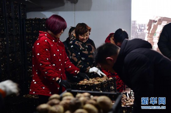 (走基層 聽民聲)(4)河南魯山:香菇種植助農(nóng)致富