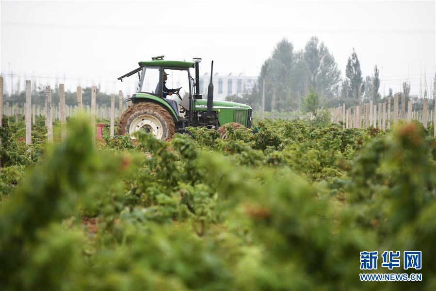 （壯麗70年·奮斗新時代——共和國發(fā)展成就巡禮·圖文互動）（10）生態(tài)美、百姓富——品讀嶄新“寧夏畫卷”