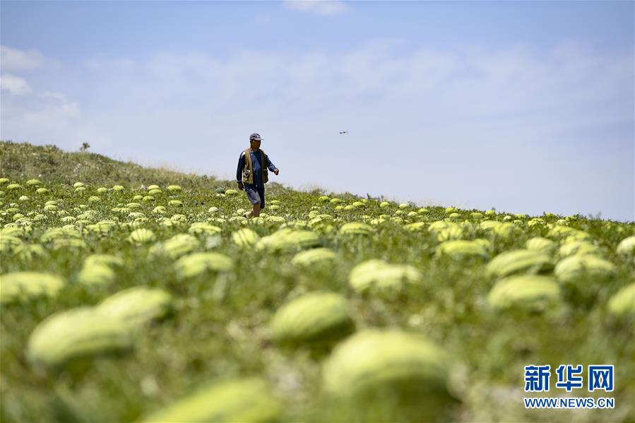 （壯麗70年·奮斗新時代——共和國發(fā)展成就巡禮·圖文互動）（4）生態(tài)美、百姓富——品讀嶄新“寧夏畫卷”