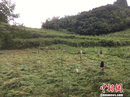 貴州同威生物科技有限公司天麻種植基地?！≈軏?攝