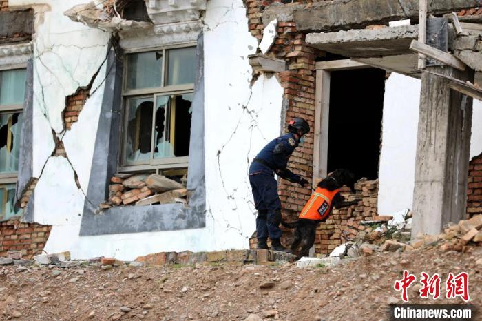 圖為搜救犬進行模擬搜救。青海省應(yīng)急廳