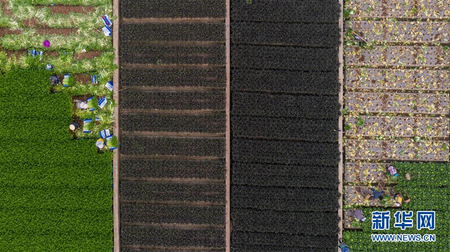 (新華全媒頭條·走向我們的小康生活·圖文互動)(11)綠染云嶺小康路——生態(tài)文明建設(shè)的云南實(shí)踐