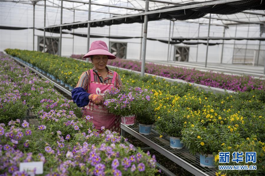 (新華全媒頭條·走向我們的小康生活·圖文互動)(8)綠染云嶺小康路——生態(tài)文明建設(shè)的云南實(shí)踐