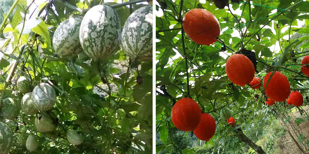 左為處于生長期的吊瓜，右為成熟的吊瓜（圖源西鄉(xiāng)縣宣傳部）