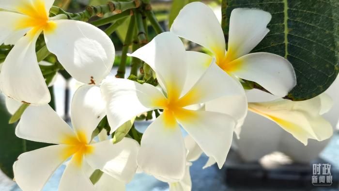 △會議樓門口正在綻放的雞蛋花，花語是孕育希望。(總臺央視記者韓銳拍攝)