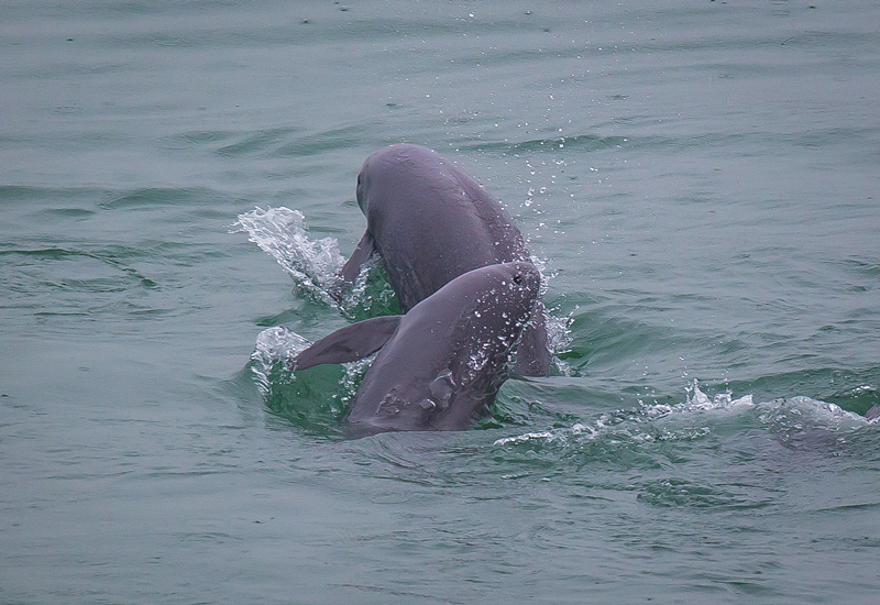 2021年5月10日，在湖北省宜昌市江邊，長江江豚在水中嬉戲。
